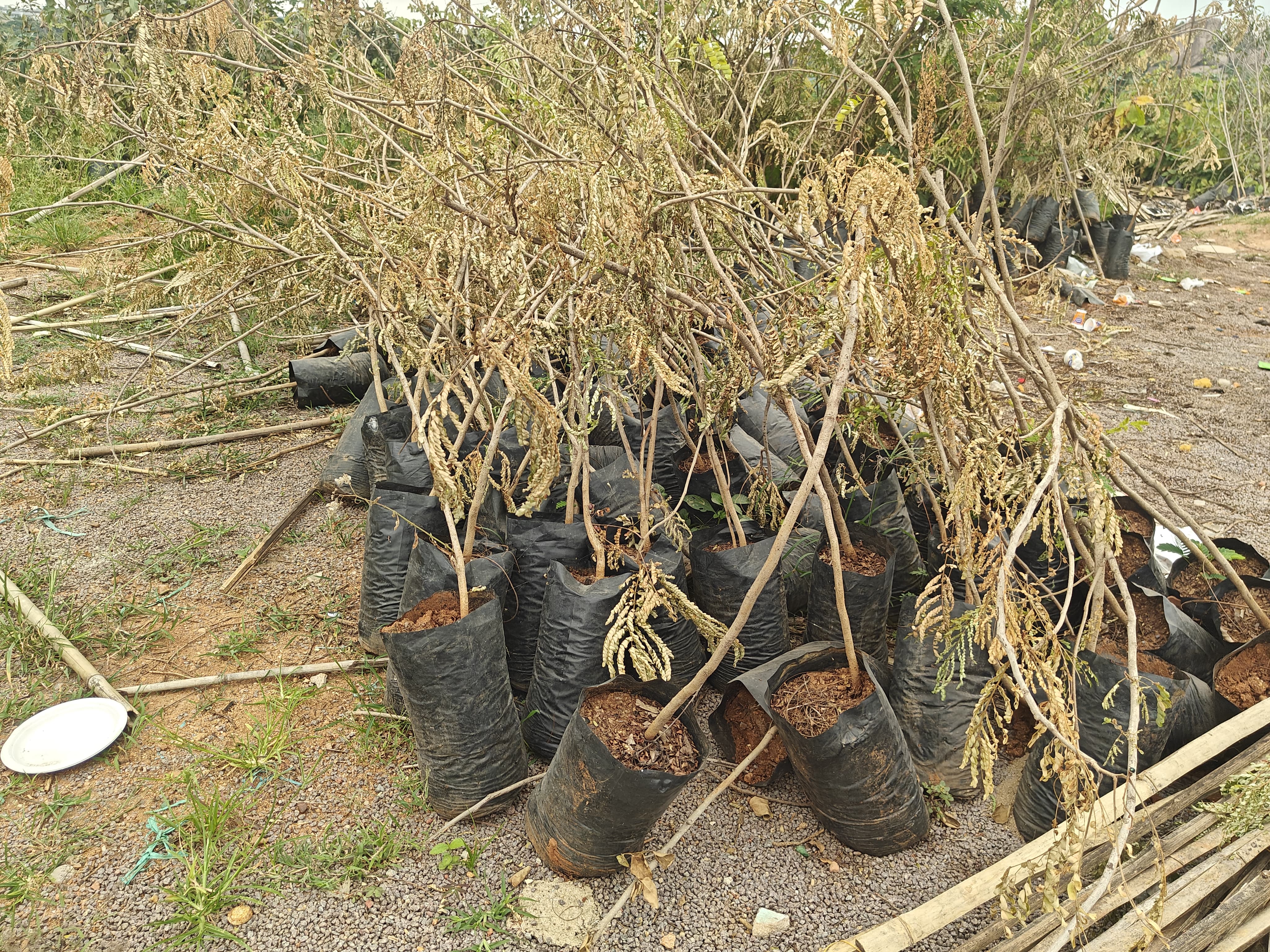 IMG-20250919-WA0036