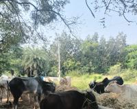 పర్మిషన్ లేకుండా గోవులను తరలిస్తున్న వాహనం పట్టివేత: మరికల్ ఎస్సై రాము